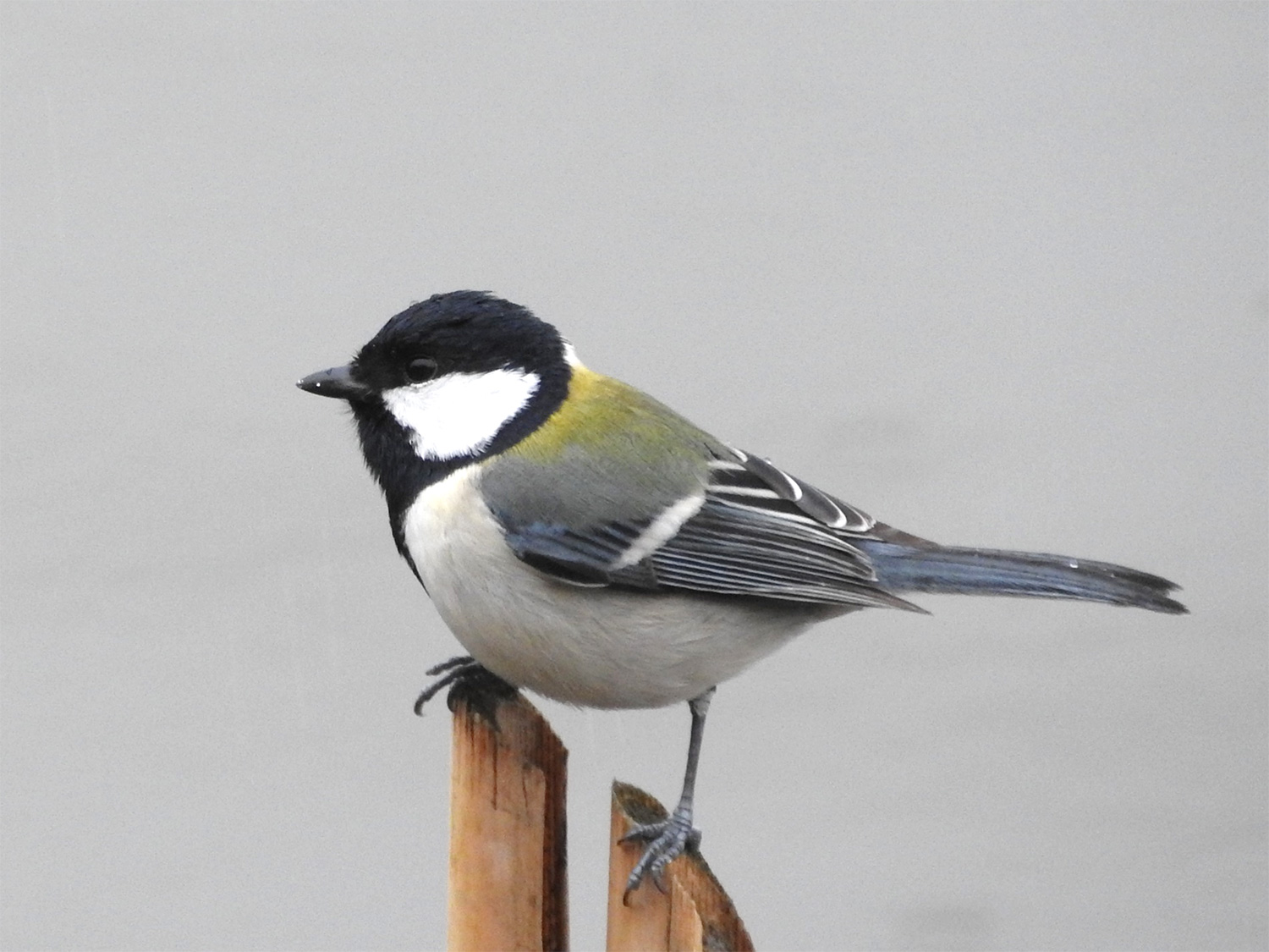 シジュウカラ